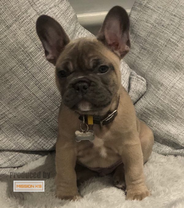 French Bulldog produced by missionk9dogs