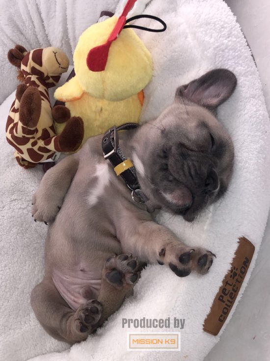 French Bulldog produced by missionk9dogs 2