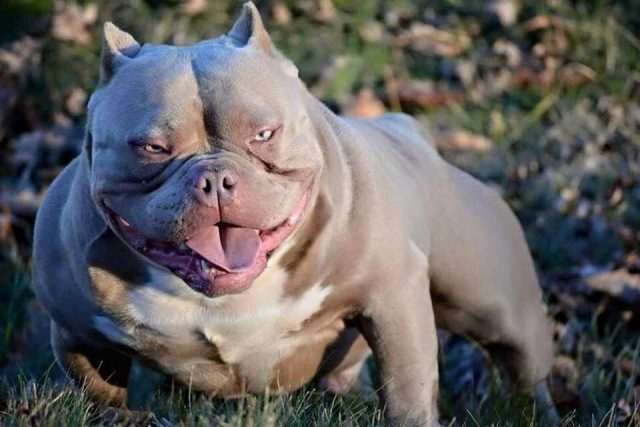 Xxl Biggest Best Extreme Pitbulls American Bully Breeder Kennel Tri Puppies For Sale Massive American Bully