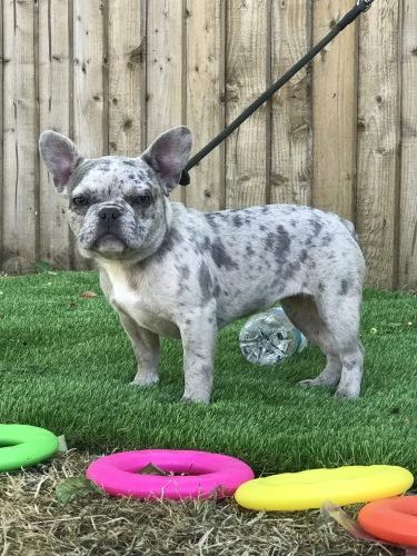 Little Miss Pixie - Lilac Merle French Bulldog