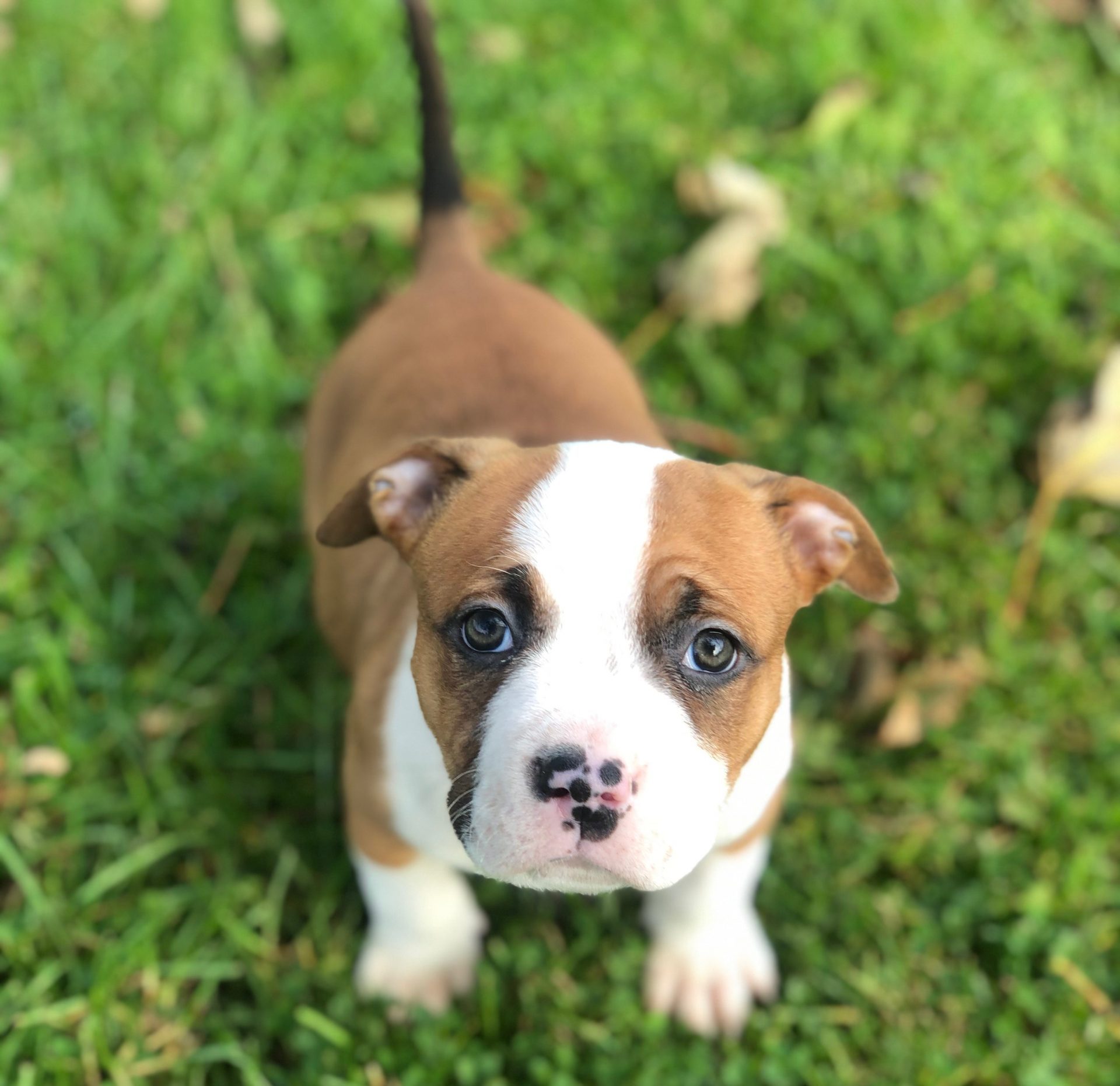 bully xl puppy abkc pup registered